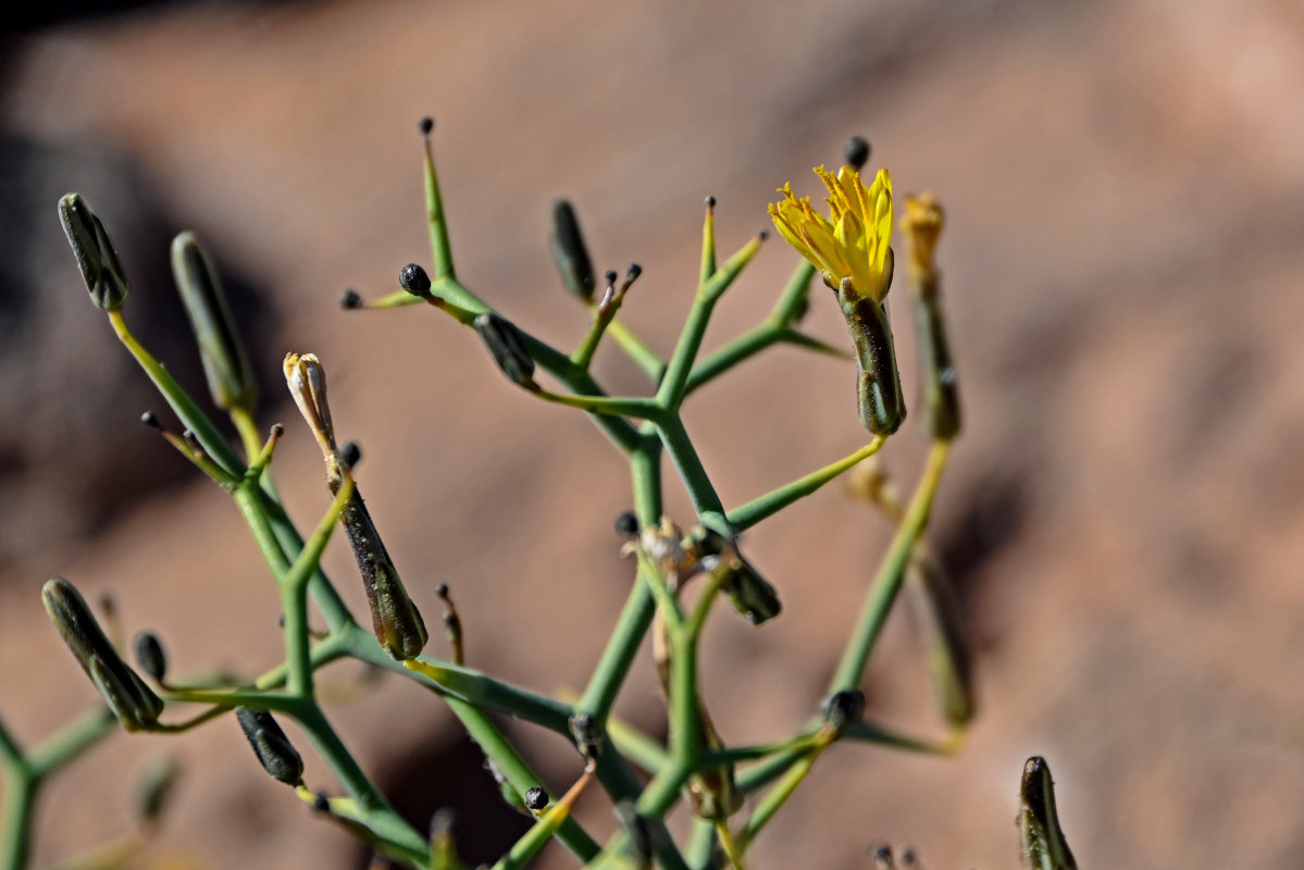 Image of Launaea arborescens specimen.