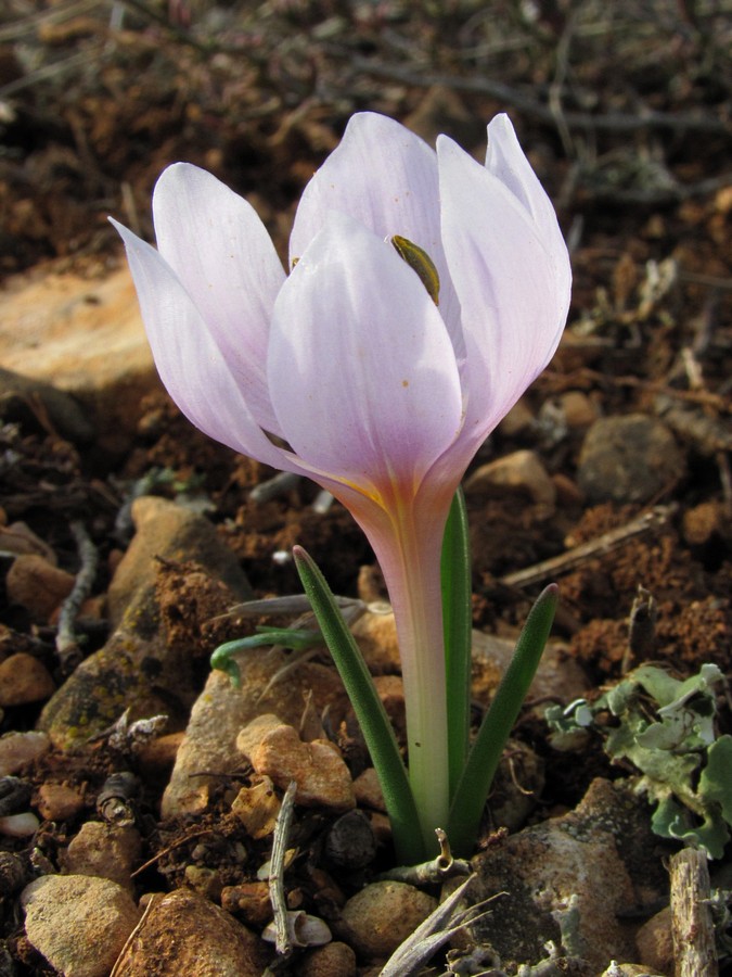 Image of Colchicum triphyllum specimen.