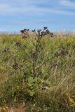 Arctium tomentosum. Цветущее растение в сообществе с цветущей люцерной (Medicago falcata) и плодоносящим райграсом (Arrhenatherum elatius). Новгородская обл., геологический памятник \"Ильменский глинт\", окр. дер. Ретлё, побережье оз. Ильмень, суходольный луг на известняке. 25.07.2023.