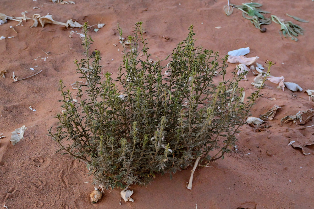 Изображение особи Cleome amblyocarpa.