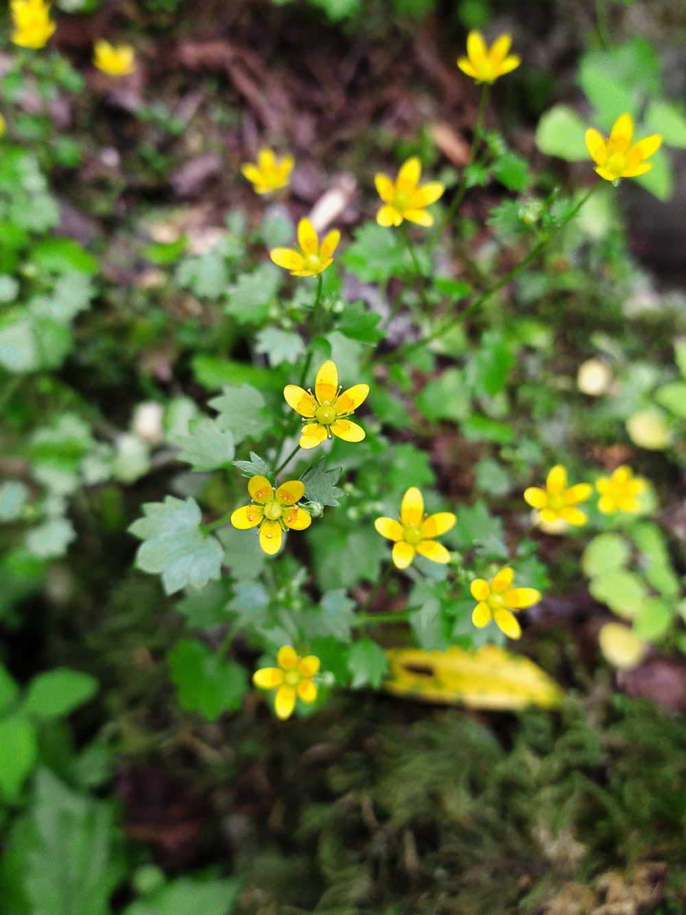 Image of Saxifraga cymbalaria specimen.