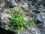 Silene pygmaea