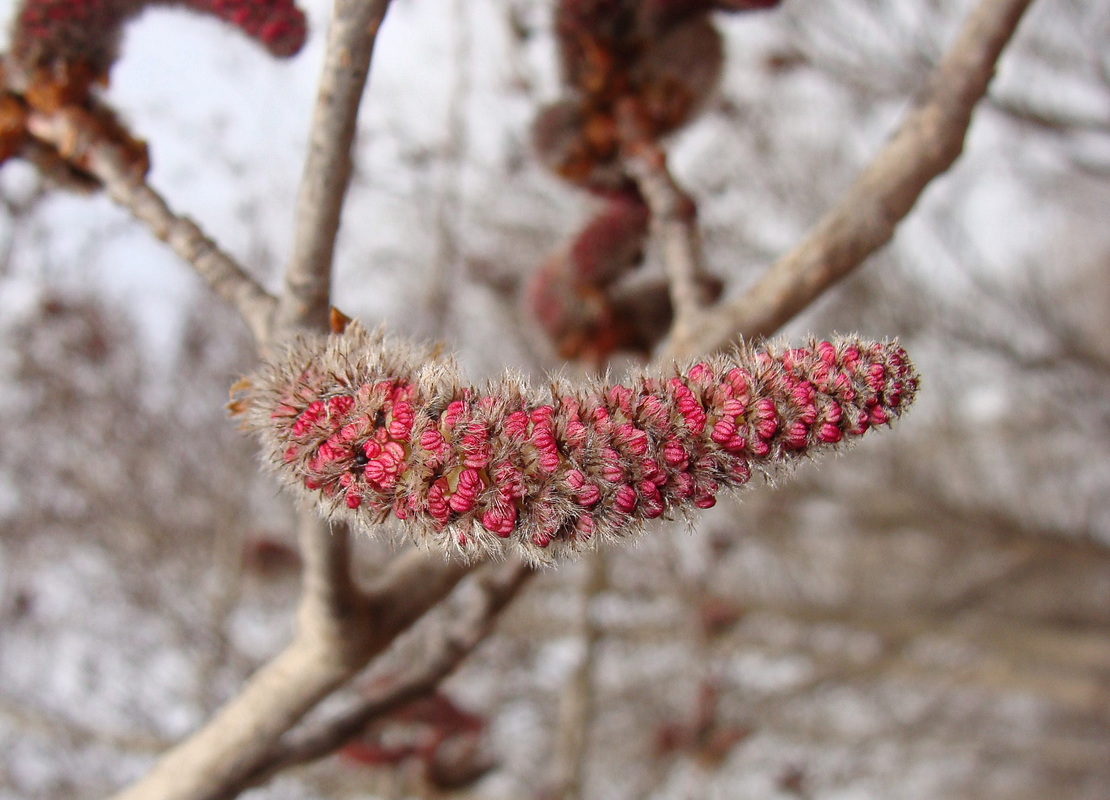 Image of Populus davidiana specimen.