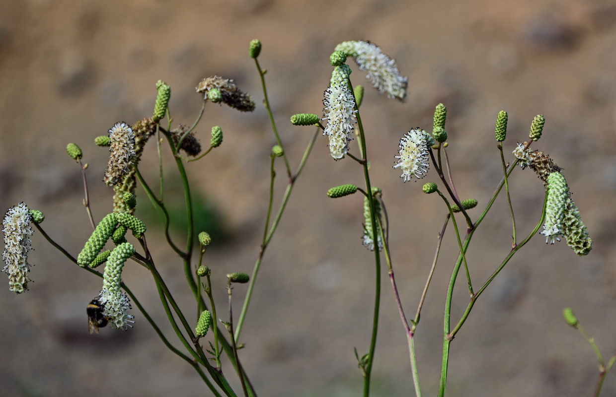 Изображение особи Sanguisorba tenuifolia.