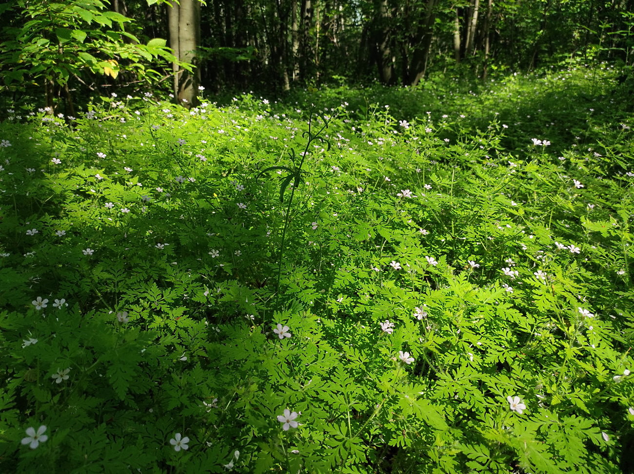 Image of Geranium robertianum specimen.