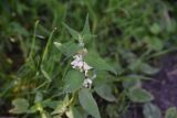 Lamium tomentosum