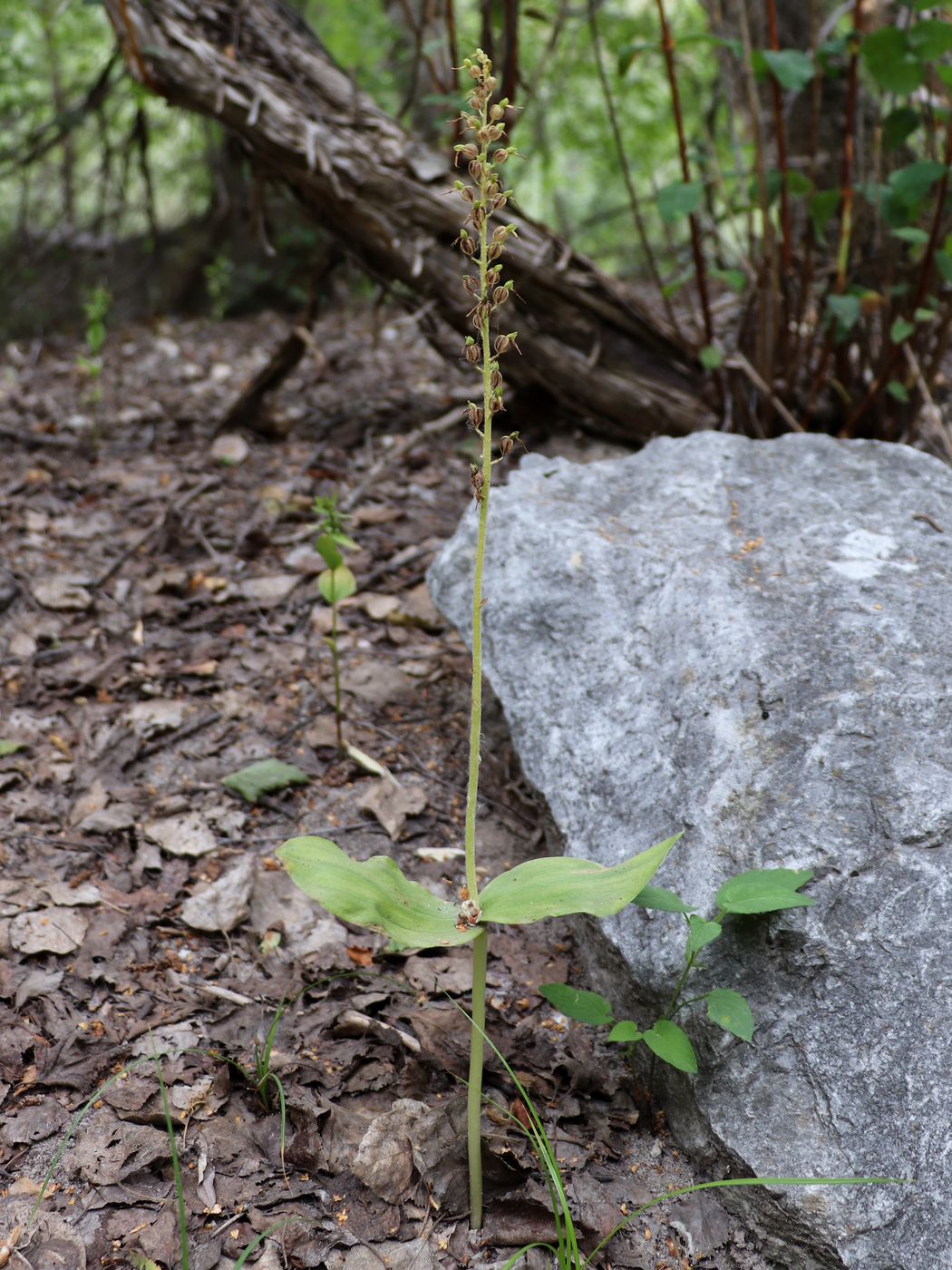 Image of Listera ovata specimen.