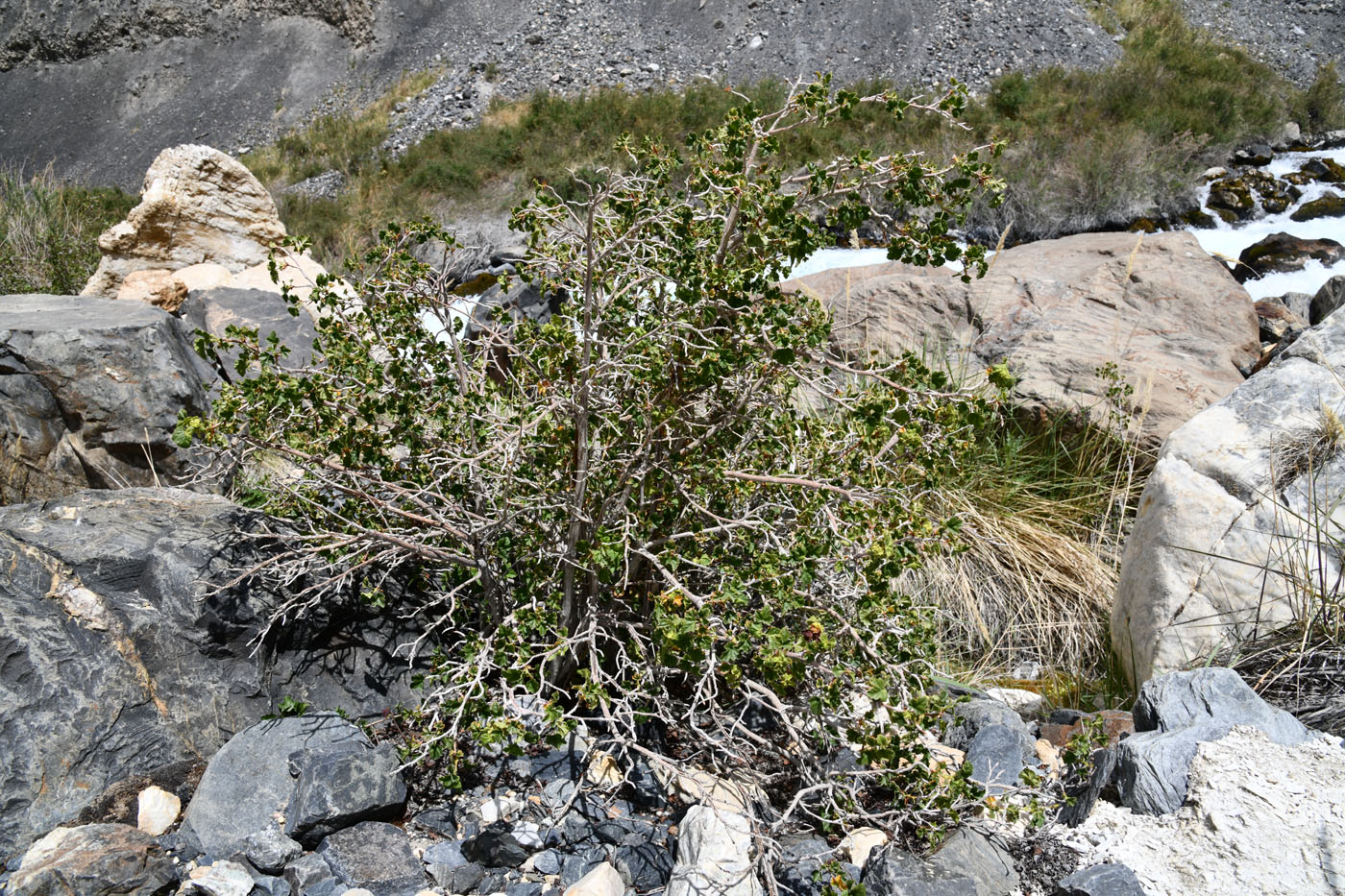 Image of Ribes villosum specimen.