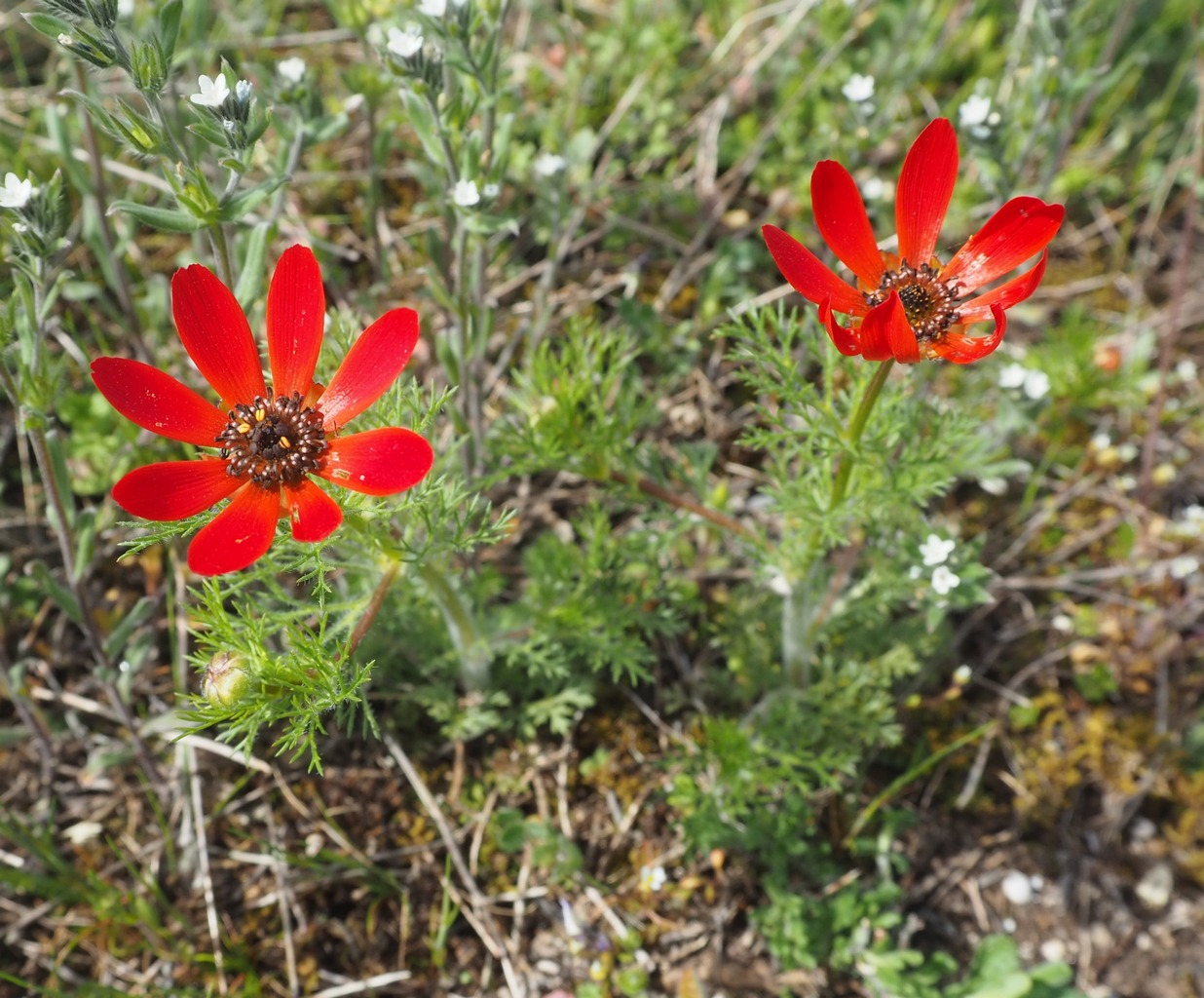 Изображение особи Adonis flammea.