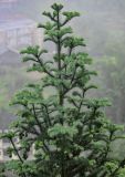 Cunninghamia lanceolata. Верхушка кроны с незрелыми шишками. Китай, провинция Гуанси, рисовые террасы Лунцзи, опушка смешанного леса. 30.05.2024.