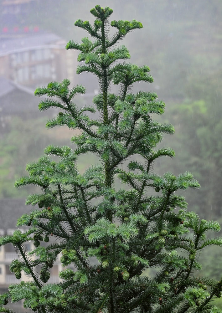 Image of Cunninghamia lanceolata specimen.