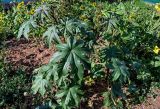 Ricinus communis. Плодоносящее растение. Оренбургская обл., г. Оренбург, в культуре. 07.07.2023.