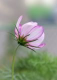 Cosmos bipinnatus