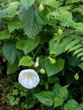 Calystegia silvatica. Часть побега с цветком и бутонами (на побеге Urtica dioica). Грузия, Аджария, национальный парк \"Мтирала\", широколиственный лес. 17.06.2023.