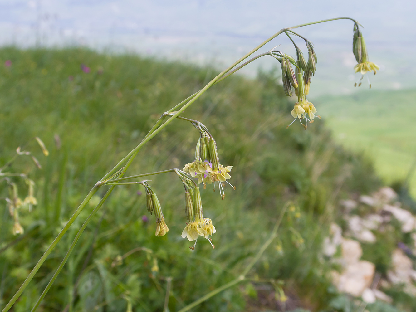 Изображение особи Silene saxatilis.