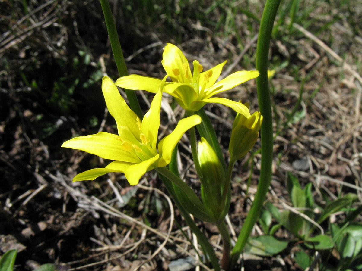 Image of Gagea liotardii specimen.