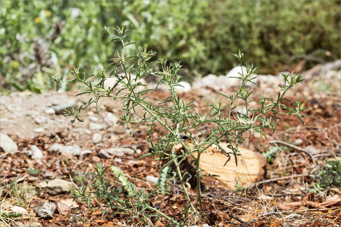 Image of familia Asteraceae specimen.