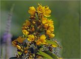 Lysimachia vulgaris