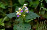 Galeopsis speciosa. Верхушка побега с соцветием. Московская обл., Сергиево-Посадский р-н, долина р. Пажа, опушка смешанного леса. 20.07.2024.