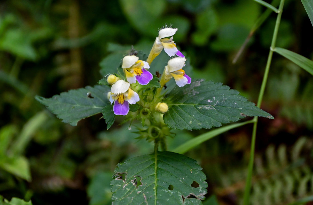 Изображение особи Galeopsis speciosa.