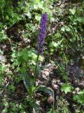 Dactylorhiza urvilleana. Цветущее растение. Чечня, Шаройский р-н, окр. урочища Старый дом Мухтара, берег правого притока р. Цесиахк чуть выше устья этого притока, лиственный лес. 27 июня 2024 г.