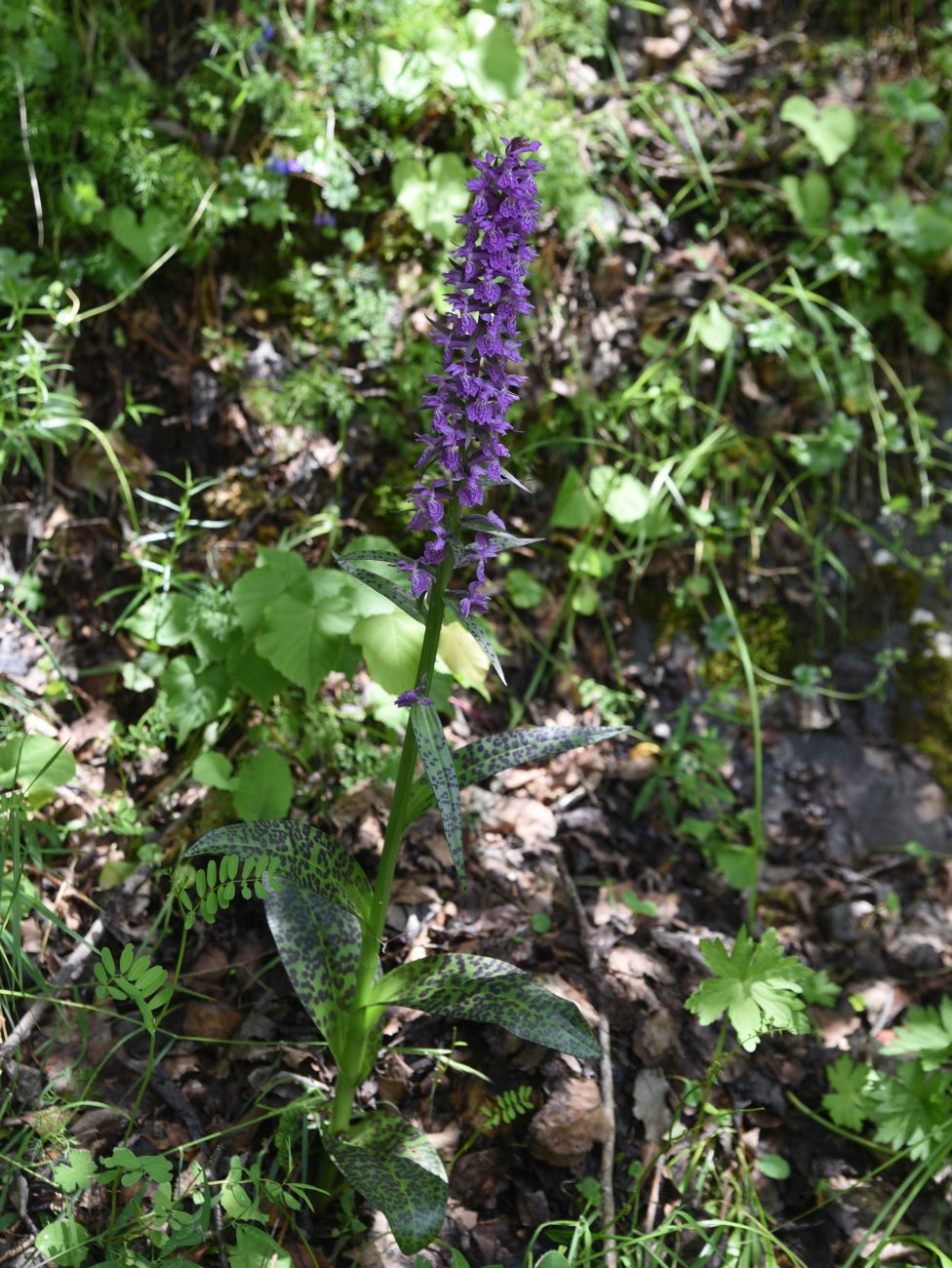 Изображение особи Dactylorhiza urvilleana.