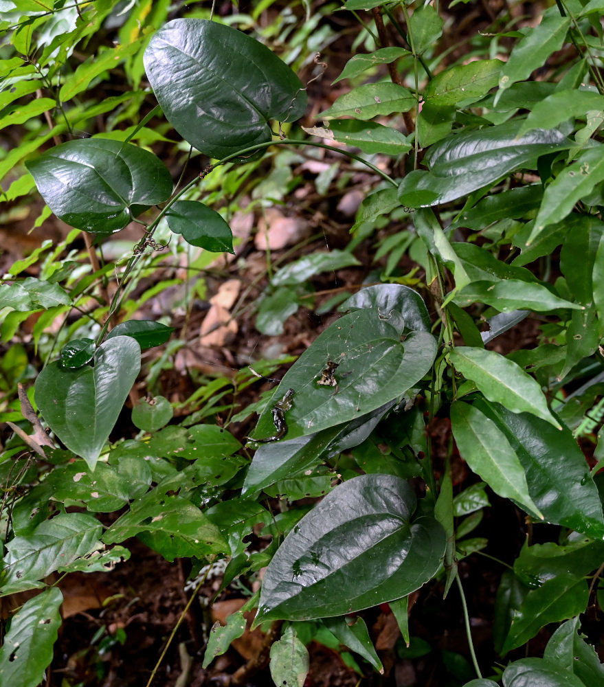 Image of Smilax seisuiensis specimen.