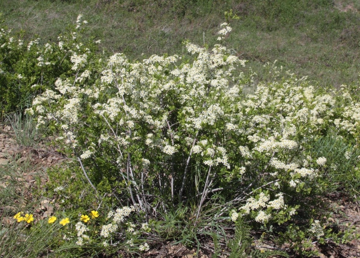 Image of Spiraea hypericifolia specimen.