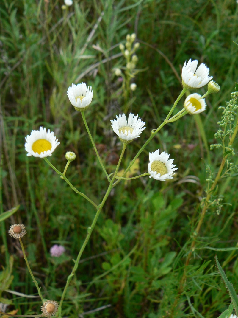 Изображение особи Erigeron annuus.