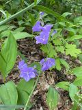 Campanula persicifolia