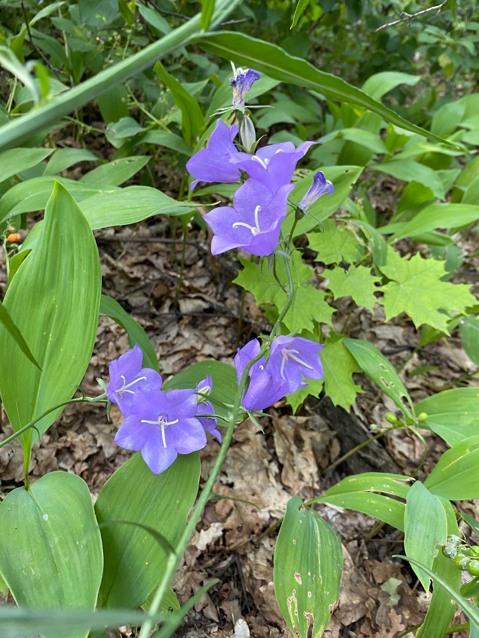 Image of Campanula persicifolia specimen.