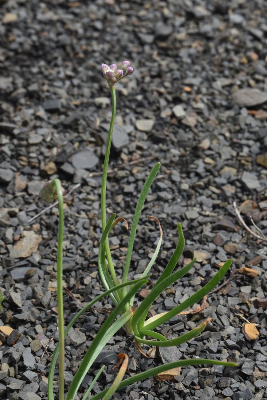 Image of Allium denudatum specimen.