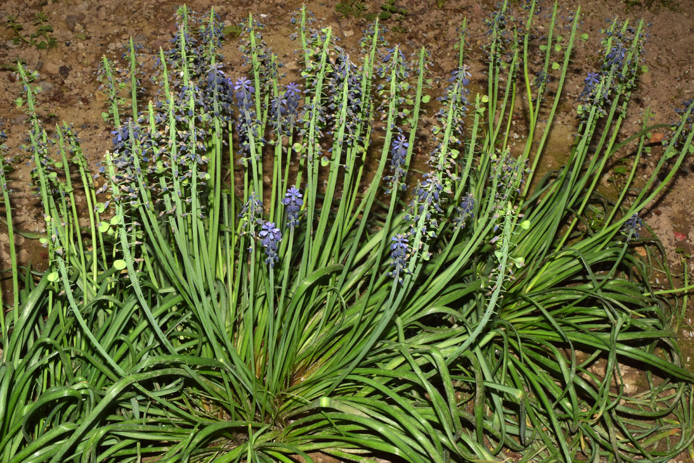 Image of Muscari leucostomum specimen.
