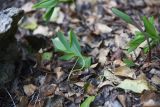 род Polygonatum
