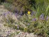 View full-size image Veronica multifida
