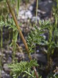 View full-size image Pyrethrum corymbosum