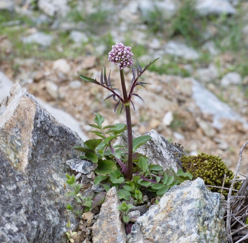 Image of genus Valeriana specimen.