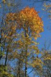 View full-size image Acer platanoides