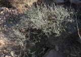 Helianthemum sancti-antonii. Расцветающее растение. Израиль, склон к Мёртвому морю, ложбина стока в каменистой пустыне. 21.02.2011.