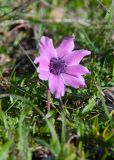 View full-size image Anemone coronaria