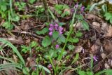 View full-size image Lamium maculatum