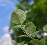View full-size image genus Sorbus