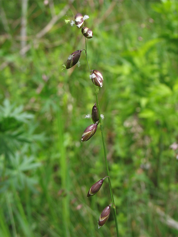 Image of Melica nutans specimen.