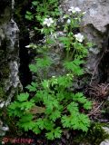 Saxifraga irrigua