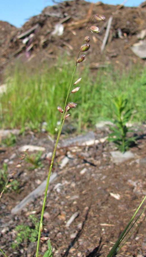 Image of Melica nutans specimen.