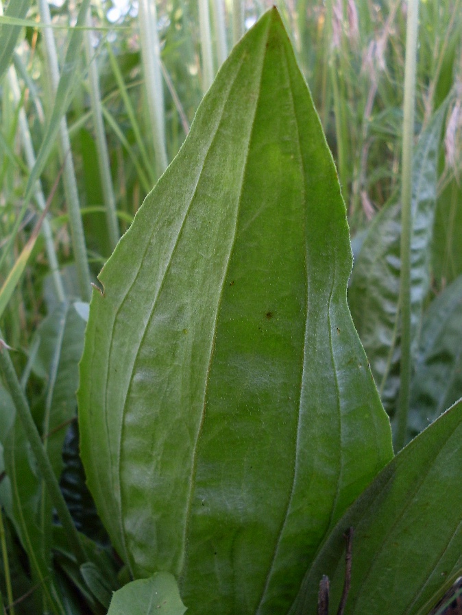 Image of Plantago urvillei specimen.