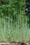 Artemisia marschalliana