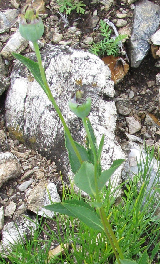 Image of Platycodon grandiflorus specimen.