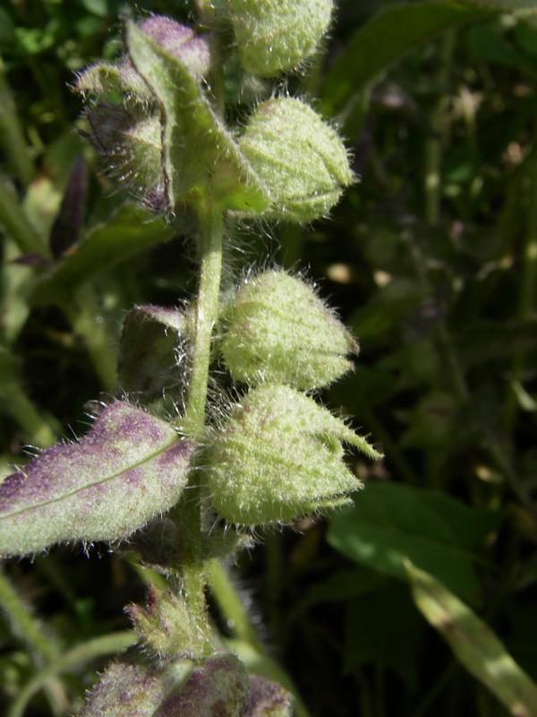 Image of Nonea rossica specimen.