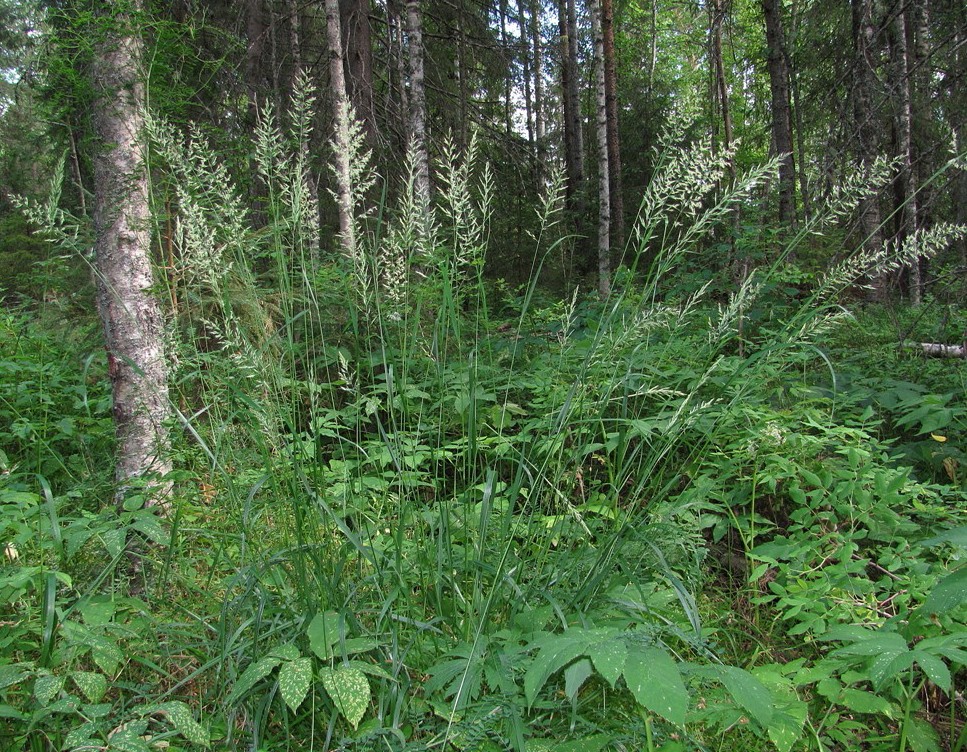 Изображение особи Calamagrostis arundinacea.